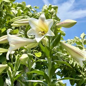 てっぽうゆり,我が家の花壇,いつもありがとう♡,大好きなお花,繋がりに感謝✨の画像