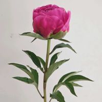 シャクヤク,シャクヤク 夕映え,一人一花,一人一花運動@福岡市,ハナノヒの画像