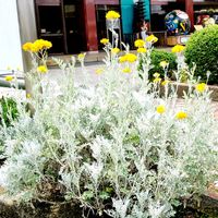 シロタエギク,散歩道で出会ったお花,山口駅前の花壇にの画像