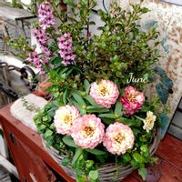 ジニア,寄せ植え,可愛い,庭の花,癒しの画像