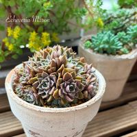 エケベリア,エケベリア ロマン,多肉植物,エケベリア属,多肉植物 エケベリアの画像