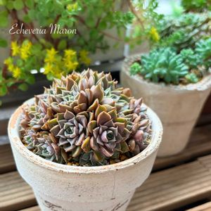 エケベリア,エケベリア ロマン,多肉植物,エケベリア属,多肉植物 エケベリアの画像