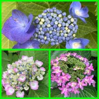 アジサイ,アジサイ,アジサイ,紫陽花,紫陽花の画像