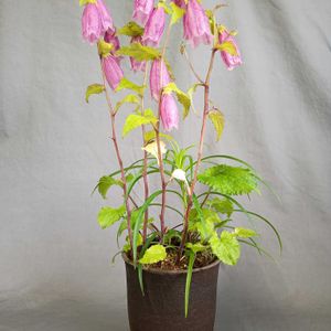 山野草,白花,鉢植え。,癒されて,ホタルブクロ♡の画像