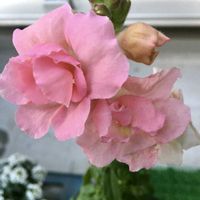 キンギョソウ,花のある暮らし,今日のお花,おうち園芸の画像