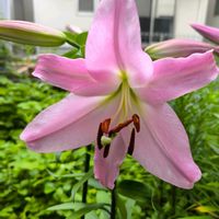 キキョウ,オリエンタルハイブリッドリリー,桔梗（ききょう）,花のある暮らし,花は癒やし♡の画像