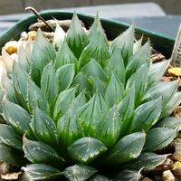 ハオルチア,ハオルチア,ハオルチア ゴルドニアナ,多肉植物,ハオルチア属の画像