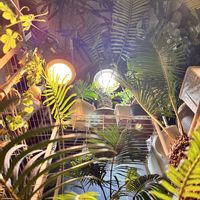 ソテツ,多肉植物,室内栽培,インテリアの画像