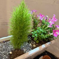 コキア,ペチュニア,ミリオンベル,コモンタイム,観葉植物の画像