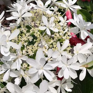 粉雪,アジサイ てまりてまり, 白糸の滝 , 白糸の滝 ,紫陽花  粉雪の画像