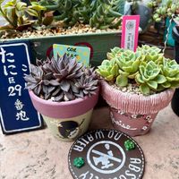 秋明菊 初音,ファイブスター,銀天女×トバレンシス,多肉植物,多肉女子の画像