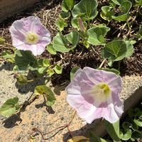 ハマヒルガオ,能登 輪島の棚田 『千枚田』,禄剛埼灯台,植物のある暮らし,GS映えの画像