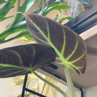 アロカシア,アロカシア・ブラックベルベット,観葉植物,サトイモ 科,葉裏の画像