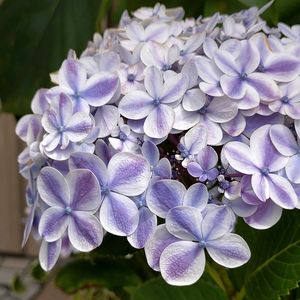 紫陽花 アナベル,紫陽花 ありがとう,アジサイ ひな祭り,鉢植え,紫陽花 アジサイ あじさいの画像