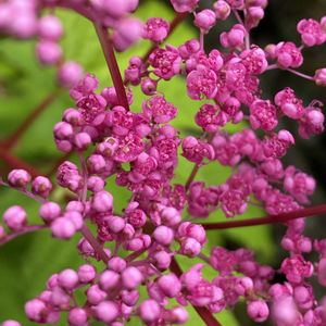 キョウガノコ,鉢植え,北側花壇の画像