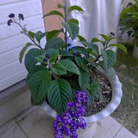 ヘリオトロープ,木立瑠璃草の画像