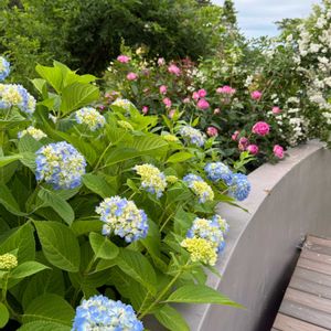 アジサイ,バラ,植物のある暮らし,初夏の庭,初夏のお花の画像
