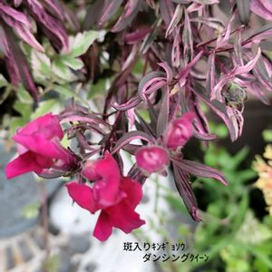 ロホォミルタス マジックドラゴン,꒰ღ˘◡˘ற꒱かわゅ~,植物のある暮らし,今日のお花,繋がりに感謝✨の画像