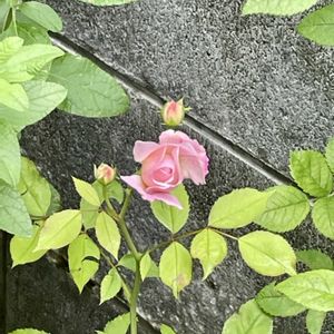 ナンテン,バラ,ミニバラ,トゥルーブルーム　レッドキャプテン,キュンキュン乙女倶楽部の画像