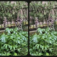 アカンサス,我が家の花たち,3D写真の画像