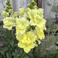 キンギョソウ,銀葉キンギョソウ,ナラフラ　キンギョソウ,鉢植え,花のある暮らしの画像