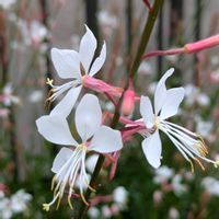 ガウラ,白蝶草,地植の画像