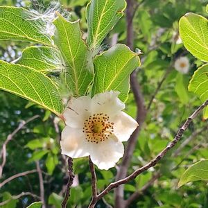 ヒメシャラ,木の花の画像