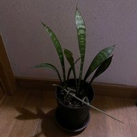 サンスベリア,観葉植物,iPhone撮影,階段/廊下の画像