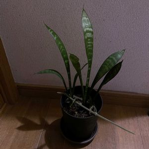 サンスベリア,観葉植物,iPhone撮影,階段/廊下の画像