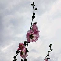 アジサイ,コンロンカ,タチアオイ,アメリカフジ,クワズイモ の花の画像
