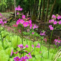 九輪草,せつぶんそうの画像