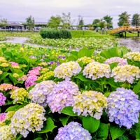 アジサイ,アヤメ,紫陽花,あやめ,紫陽花　あじさい　アジサイの画像