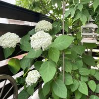 セリンセマヨール,セリンセマヨール,アナベル,アナベル,アオダモの画像