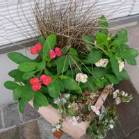 カレックス,ハツユキカズラ,ハナキリン　シャインキッス,寄せ植え,鉢植えの画像
