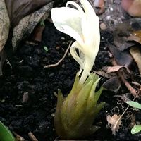 オクラ,オクラ,キュウリ,キュウリ,ニンジンの画像