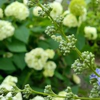 アガパンサス,クリスマスローズ,セイヨウニンジンボク,紫陽花,チャイナニンジンボクの画像
