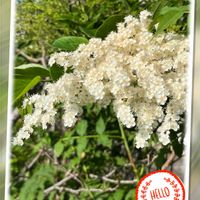 シモツケ ,可愛らしい,爽やか,ウォーキングの楽しみの画像