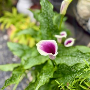 カラーピカソ(畑地性),鉢植え,ガーデニングの画像
