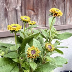 ルドベキア　アーバンサファリ　サハライエロー,鉢植え,ガーデニング,おひとり様の画像