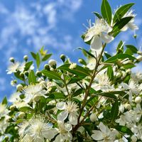 ギンバイカ,可憐な花,白い恋人達,土曜はお空の発表会,明日はきっと良い日になるの画像