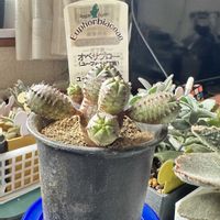 オベサブロー,ユーフォルビア・オベサブロー,ユーフォルビア,窓際栽培の画像