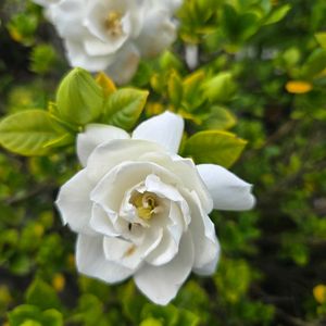 バラ咲きクチナシ,バラ咲きクチナシ,薔薇咲クチナシ,鉢植え,屋上ガーデンの画像