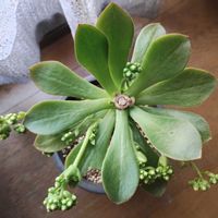 センポニウム　ダイヤモンド,多肉植物,鉢植え,多肉大好き,多肉中毒の画像