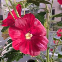 アカンサス,アカンサス,タチアオイ,タチアオイ,可愛いお花達の画像