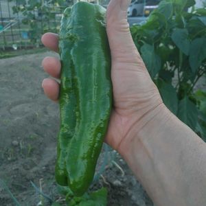 ジャンボピーマン,男料理♪,収穫,初物,男料理の画像