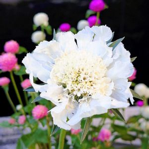 花のある暮らし,アプローチの画像