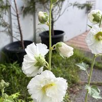 タチアオイの画像