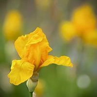ジャーマンアイリス,ジャーマンアイリス,登山,今日の一枚,花のある暮らしの画像