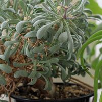 塊根植物,オトンナ属,コーデックス,タニラー,ユーホルビオイデスの画像