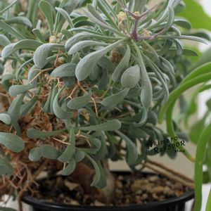 塊根植物,オトンナ属,コーデックス,タニラー,ユーホルビオイデスの画像